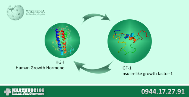 HGH và IGF-1 giúp tăng kích thước dương vật