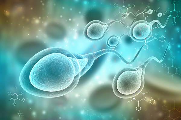 kích thước dương vật có ảnh hưởng đến sinh sản