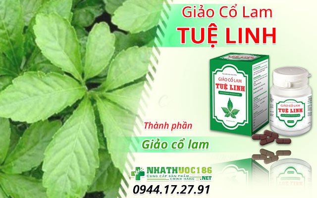 thành phần giảo cổ lam tuệ linh