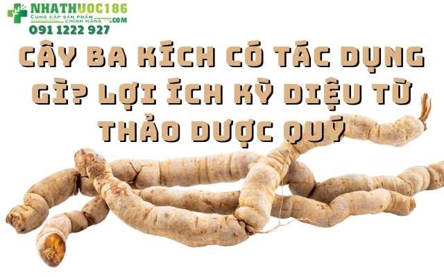 Cây Ba Kích Có Tác Dụng Gì? Lợi Ích Kỳ Diệu Từ Thảo Dược Quý